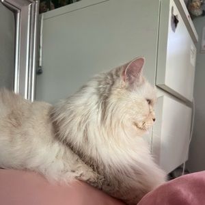 Meet your Posher, Sandra